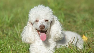 Miniature Poodle: Dog Breed Characteristics & Care