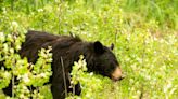 North Macedonia national park's rising bear population poses a threat to residents