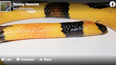 Venomous coral snake found in Florida looks nothing like it’s supposed to, experts say