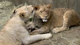 Lincoln Park Zoo lion cub, Lomelok, reintroduced to littermate after surgery