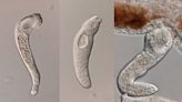 Unexpected Discovery: Freshwater Flatworm Forms Complex Societies With Soldier Castes