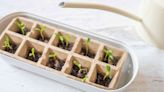 How Often Should You Water Seedlings? Here's the Best Method