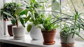 A quick guide to windowsill gardening