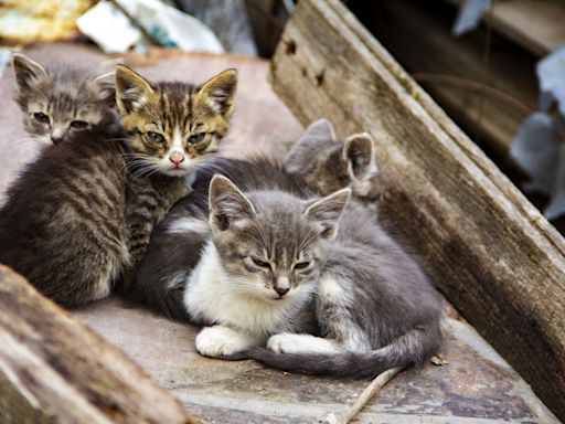 Four kittens rescued from "rotting pile of junk" reach emotional milestone