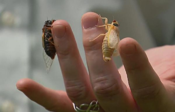 The cicadas in Illinois are here: Five facts to know