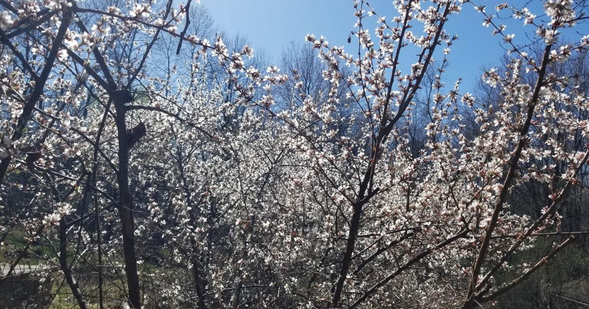 Garden Goodies: Nanking Cherry Jelly