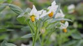 Indigenous People Brought Native Potato Species to Southern Utah, Genetic Analysis Reveals