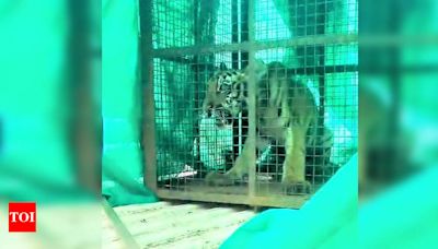 Rescue of a Stranded Tiger Cub in Brahmapuri: A Heartwarming Tale | - Times of India