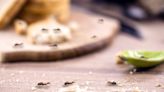 How to stop ants coming in your home naturally - recommended expert tips
