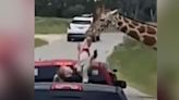 Caught on video: Giraffe plucks toddler out of truck at Texas drive-thru safari