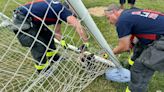 IFD crew rescues owl stuck in soccer net