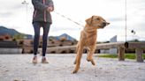 Does your dog pull toward other dogs when you're out on a walk? Try this trainer's simple tip