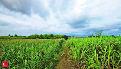 Excess rainfall, untimely sowing likely to hit some kharif crops
