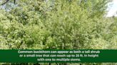 Glenview Issuing Up To $600 Reimbursements For Private Property Buckthorn Removal - Journal & Topics Media Group