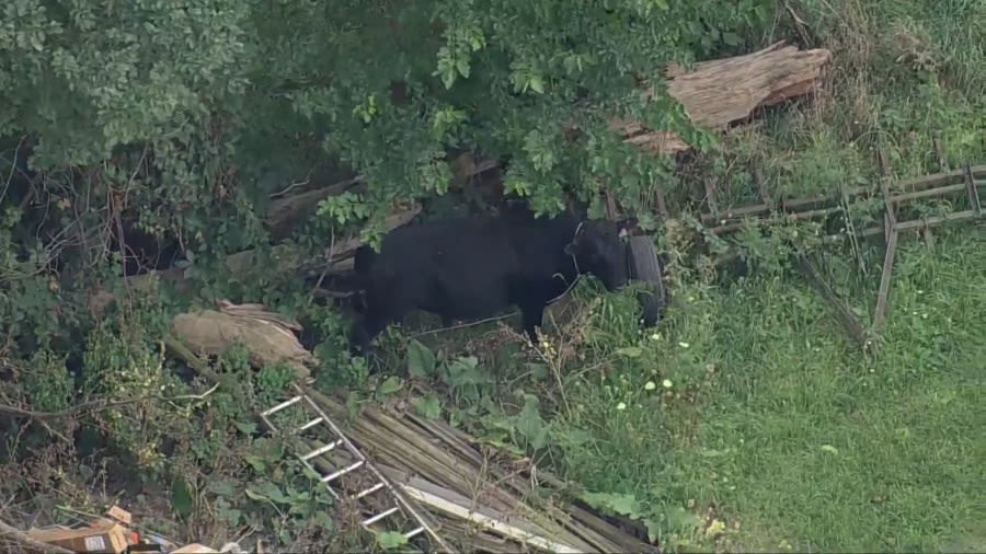 Bull captured after daring escape in Marengo