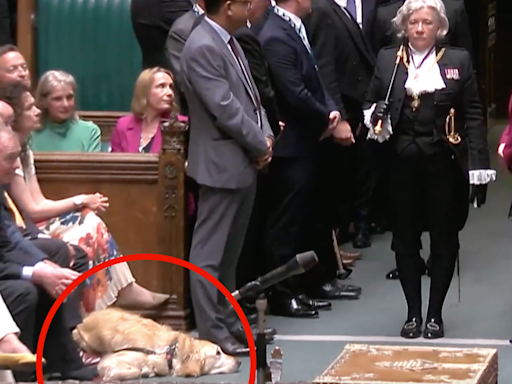 Eagle-eyed viewers spot newest (canine) member of House of Commons on TV