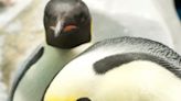 Analyzing Androgynous Characteristics in an Emperor Penguin Courtship Call #ASA186 | Newswise: News for Journalists