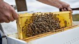 Sick Honeybees Find Lifeline in Covid Vaccine Technology