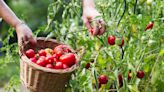 3 ways to tells that your tomatoes are ready to harvest