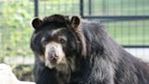 Beloved 28-year-old bear dies at Rolling Hills Zoo