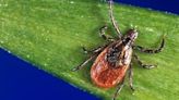 First confirmed case of rare, tick-borne Powassan virus reported in Mass. town