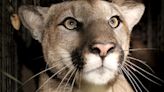 California is turning mountain lions into roadkill faster than they can reproduce