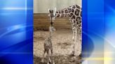 Keystone Safari welcomes baby giraffe