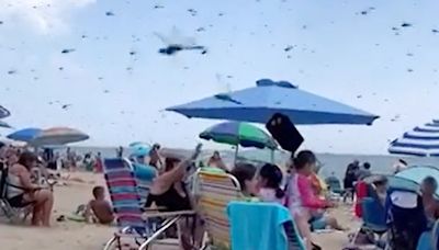 Watch terrifying moment biblical plague of dragonflies swarms busy tourist beach