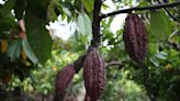 El alto precio del cacao, una oportunidad de empoderar a agricultoras de la selva peruana