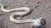 Watch: Cobra Swallows Cough Syrup Bottle In Odisha, How It Was Rescued