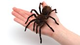 9 Biggest Spiders in the World: A Journey into the Gigantic