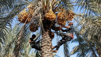 Iraqi Date Farmers Fight Drought To Protect National Treasure