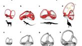 Científicos logran revelar el origen de un hito de la evolución de los mamíferos: la sangre caliente