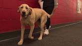 Student athletes can't help but say 'Cheese' to EWU's new therapy dog