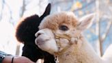 Alpacas Seem to Be All Around the DC Area. Why? - Washingtonian