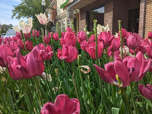 'THE TULIPS HAVEN'T MADE IT' | Tulip Time organizers share update on festival