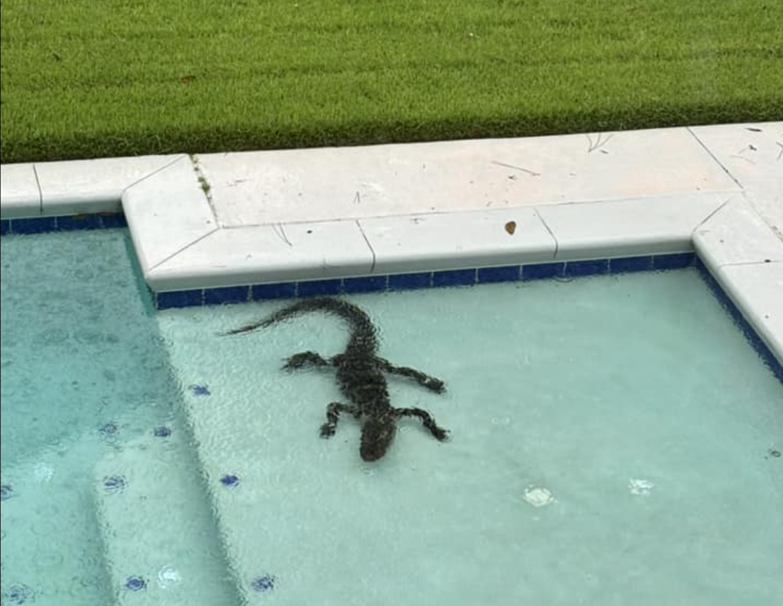 Debby washes Hilton Head’s alligators into odd places. Here’s where they’ve been found