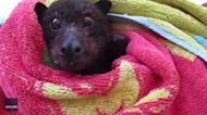 Toothless Bat Recovers at Queensland Home Following Adverse Weather Conditions