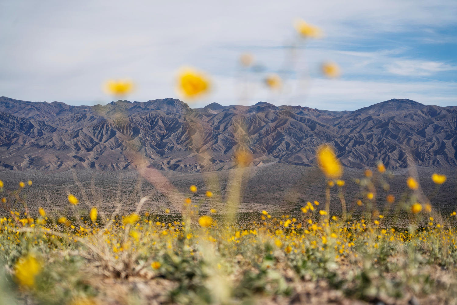 Tall flowers, dead shrubs, ephemeral lake: Death Valley has become a picture of climate whiplash