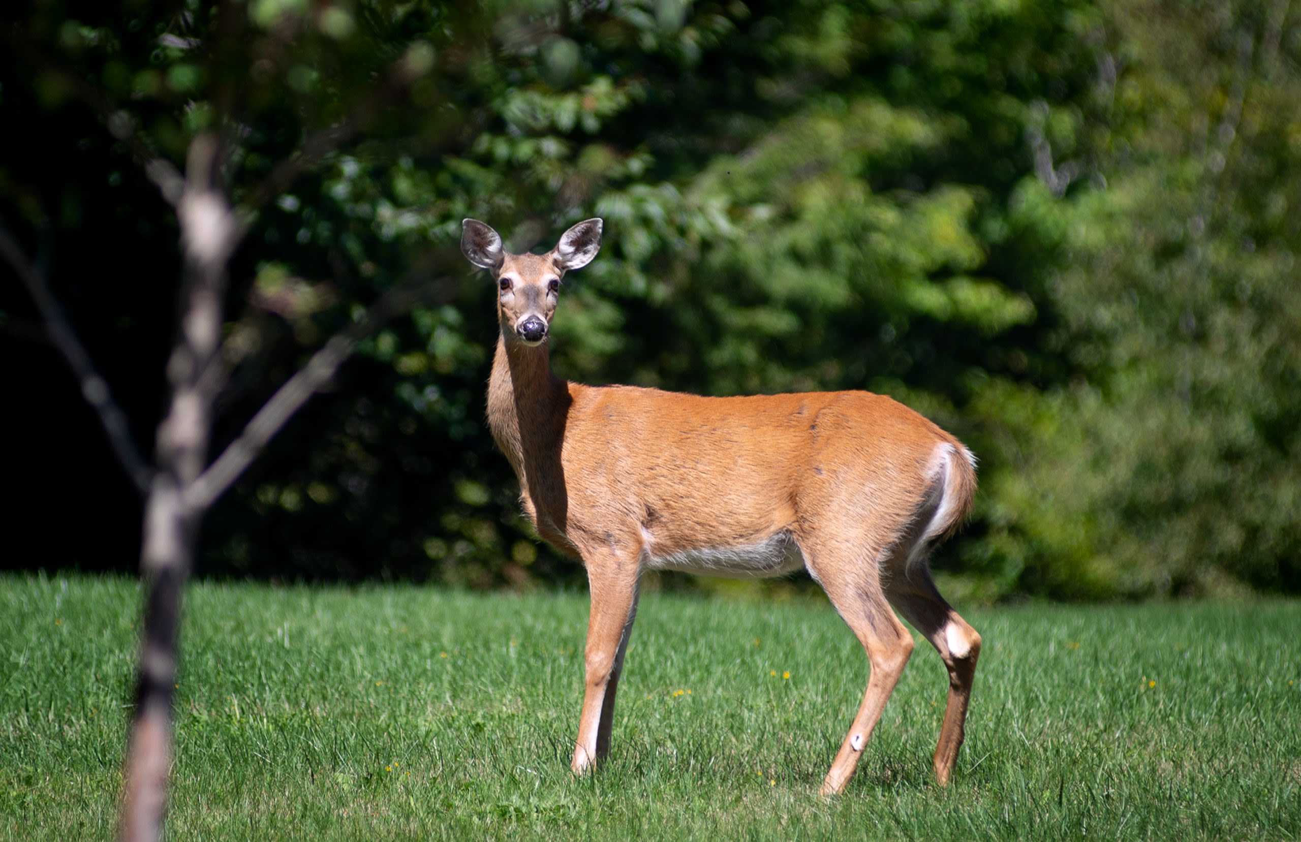 It’s time to apply for your 2024 antlerless deer permit in the state’s lottery