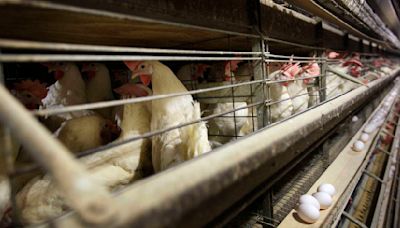 6 Colorado farmworkers contracted bird flu, the most human cases in a state