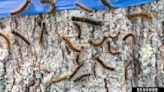Spongy moth caterpillars are still a nuisance in Michigan: What to know
