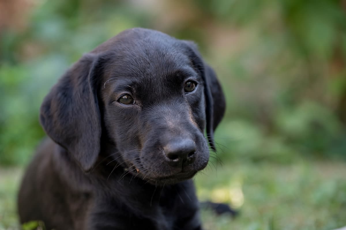 Clever Black Labrador Puppy Tries to 'Fill His Own Water Bowl' at Just 2 Months Old