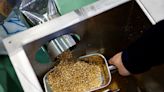 Rice into low-carbon plastic: bringing hope to a struggling Fukushima town