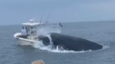 Terrifying call from boaters who watched huge humpback sink ship