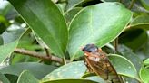 Augusta abuzz! Cicadas Emerge After 13 Years Underground
