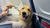 Puppies training to be future assistance dogs earn their wings at Detroit-area airport