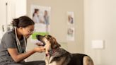 What Is a Veterinary Nutritionist, and Does My Dog Need to See One?