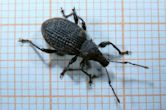 Vine weevil