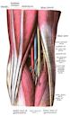 Popliteal fossa